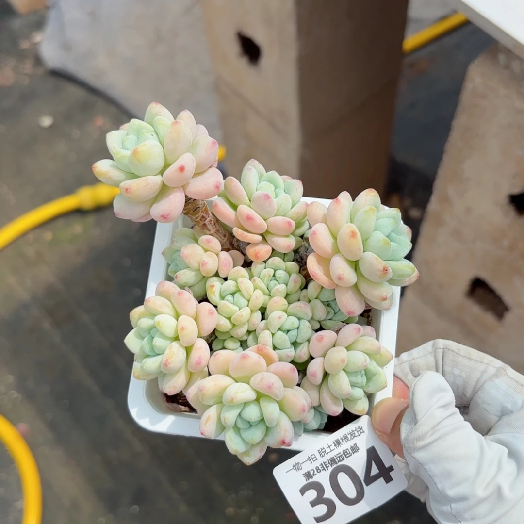樱花罗绮老桩无盆土发货