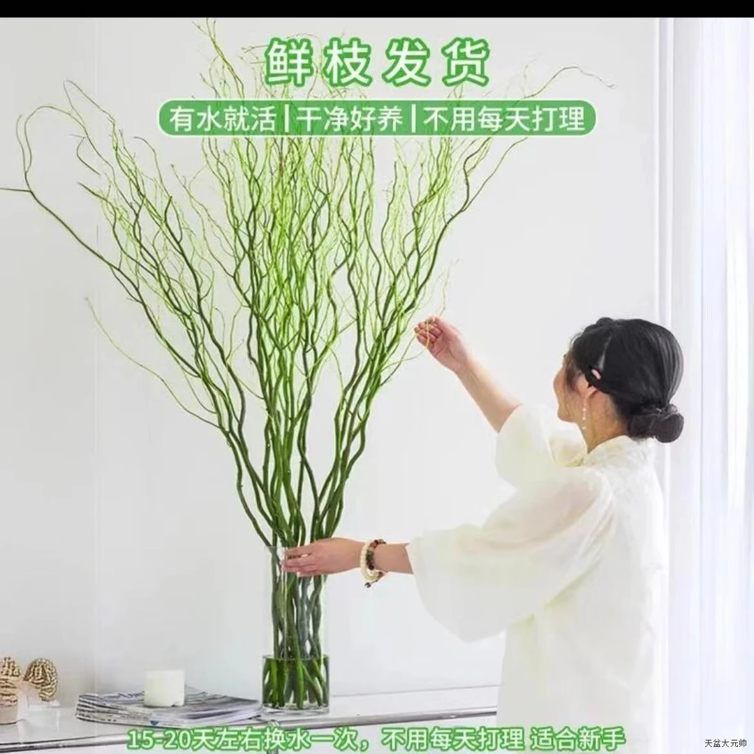 【直播专享】水培植物龙柳鲜枝绿植好养易活客厅室内办公室雪柳鲜枝