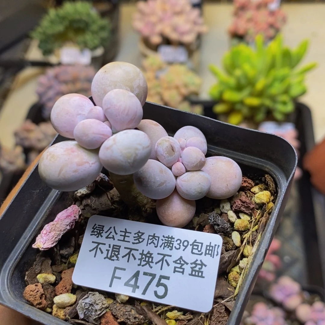 475橙奶多肉肉3c m