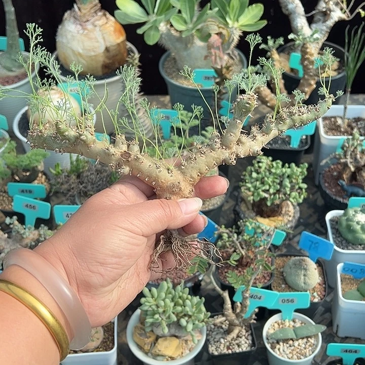 白皮月界多肉植物