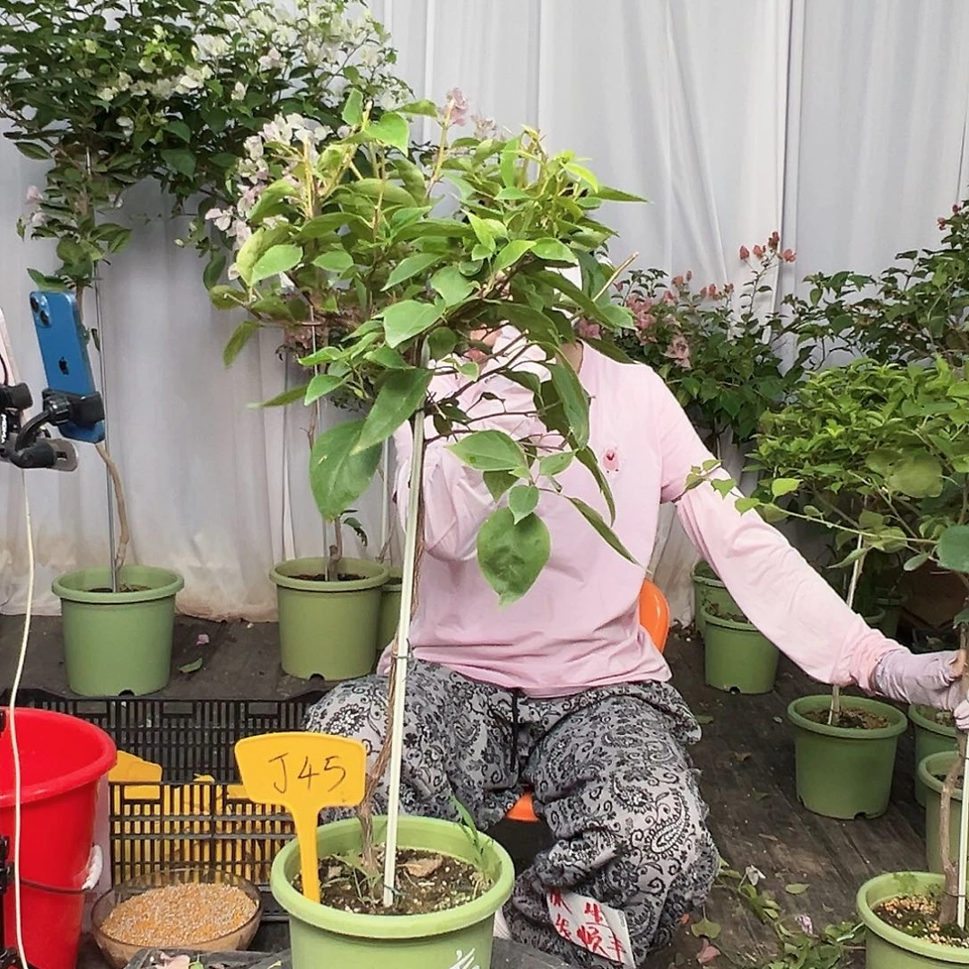 D***笑当前无花栽培后可以开花J45漳红樱