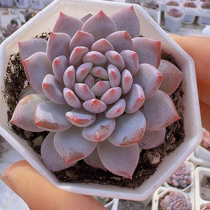 单头星星橙19包邮多肉
