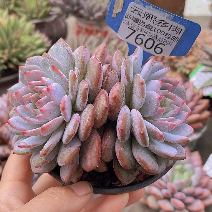 7606星星橙。