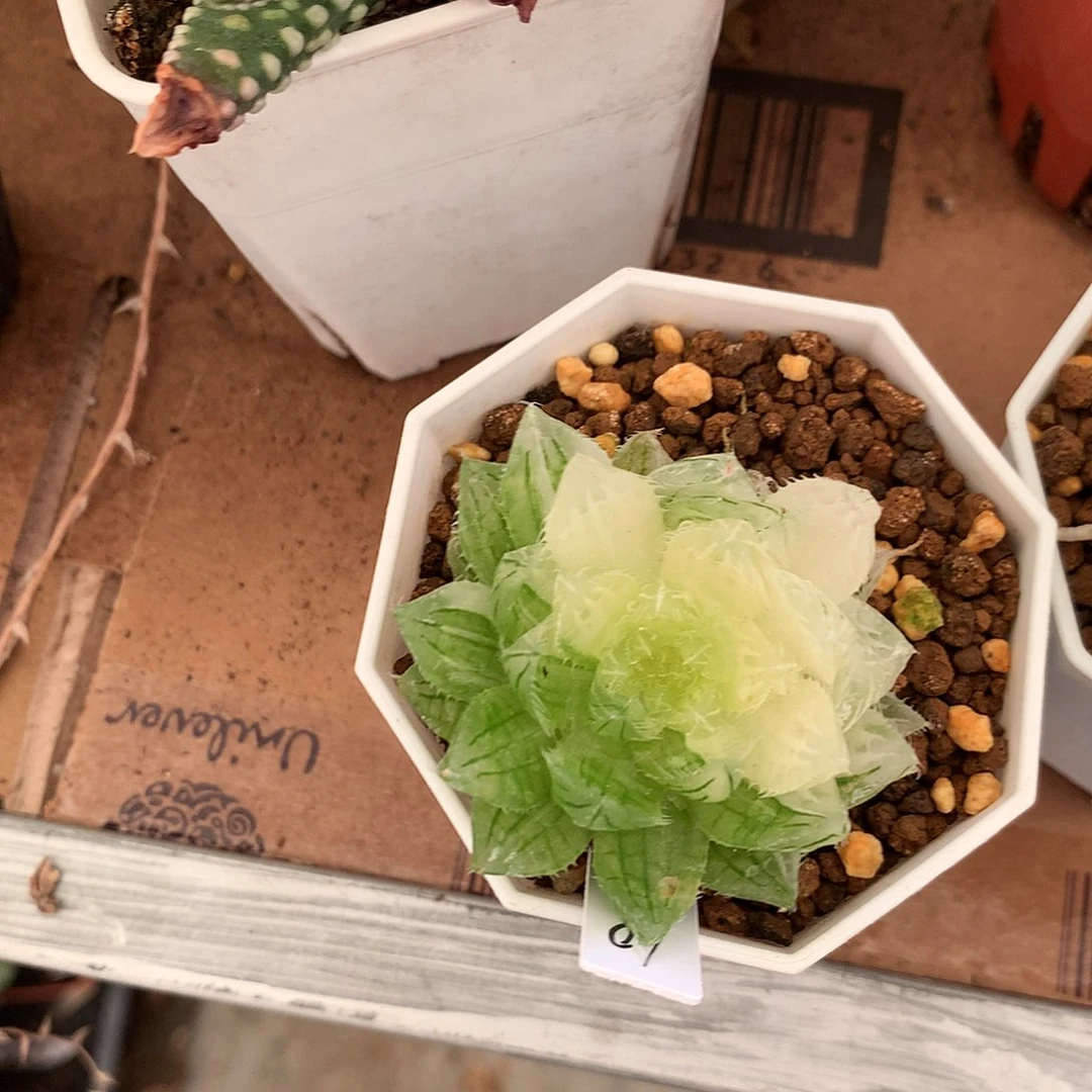 樱水晶带盆带土发货