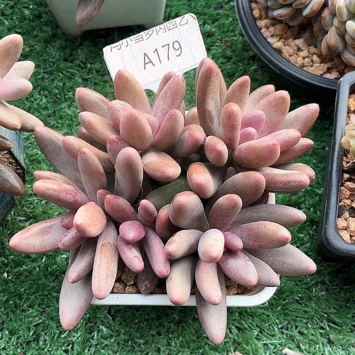 我是第一百个为妖姬应援哒