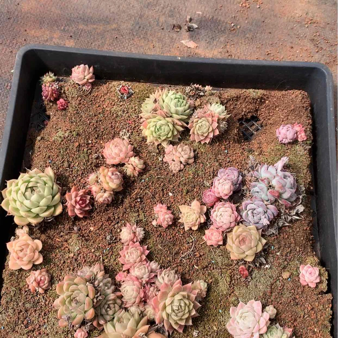 【闪购商品】云748