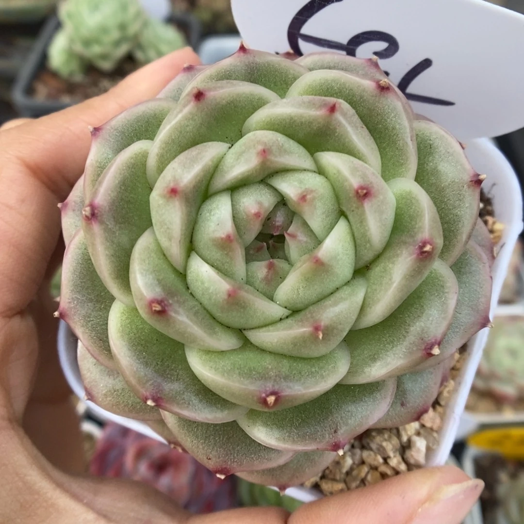 翡冷翠麦秆585号。