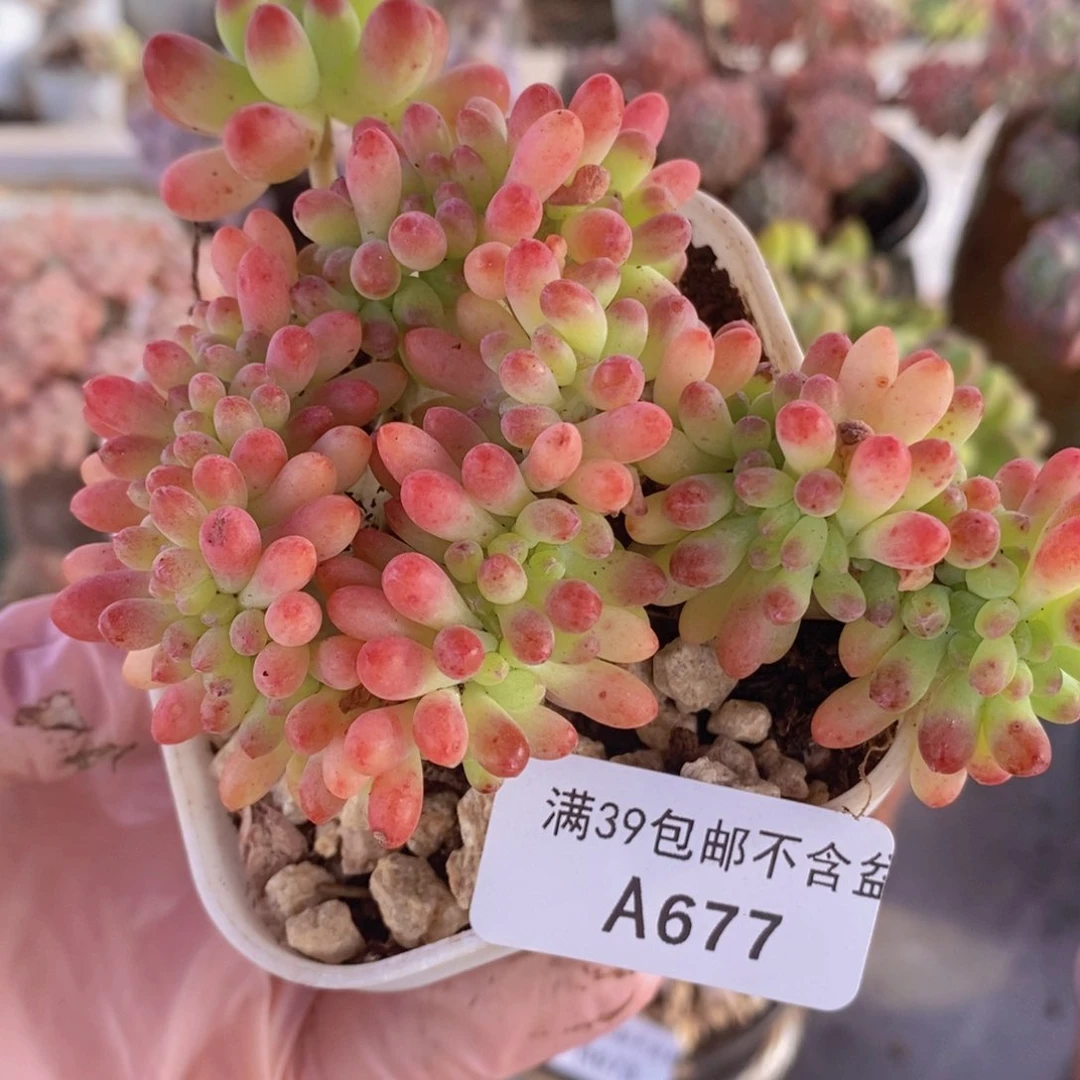 乙女心缀8cm677多肉植物