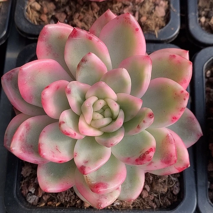 冰月亮锦多肉植物