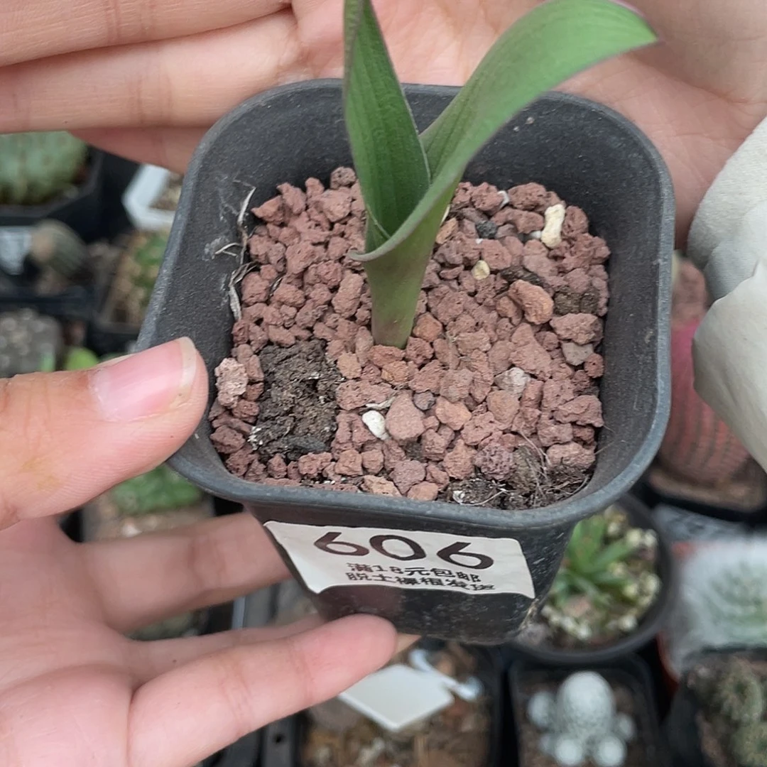 606红边百合（满18元包邮）