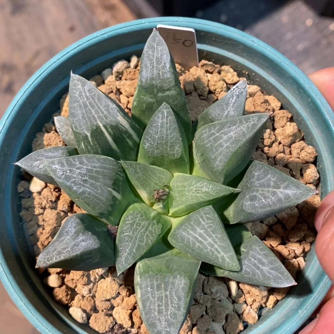 一颗实生克锦 新年福利