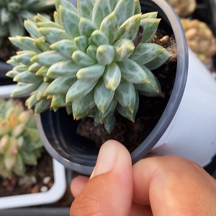 青花瓷5斤以上9889989@j k k k
