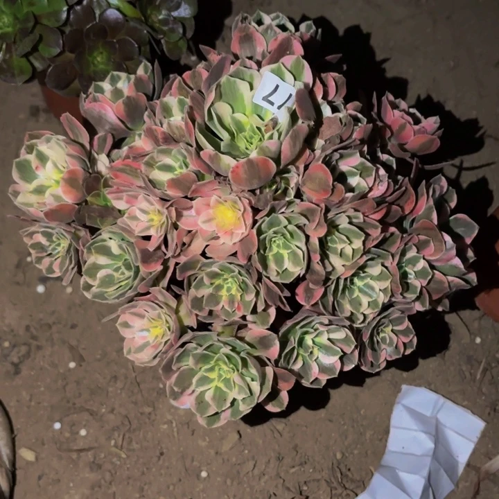 377青苹果多肉植物不售后