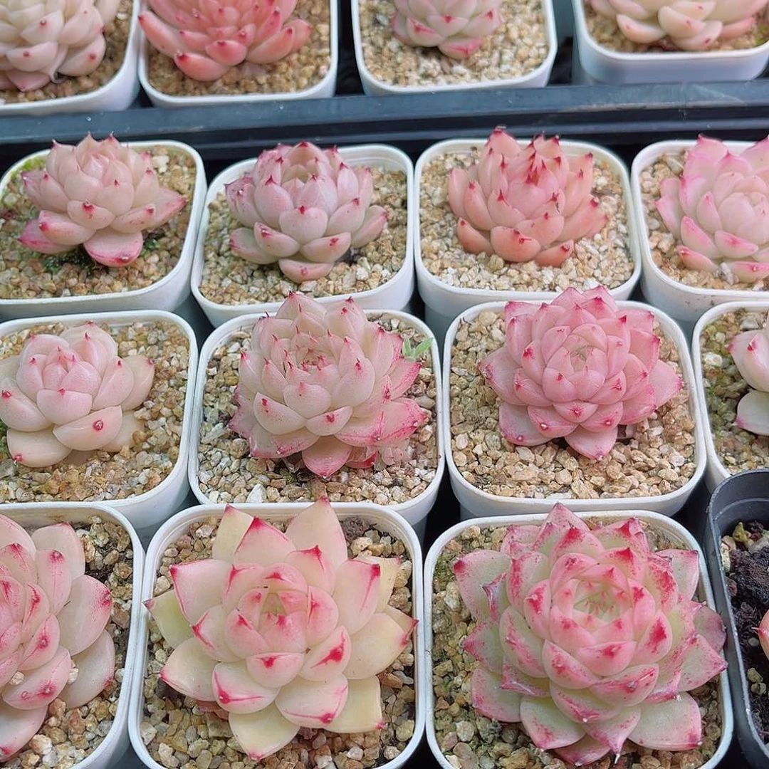 黑****%1-850 新疆西藏内蒙不发零度以下拍保温箱