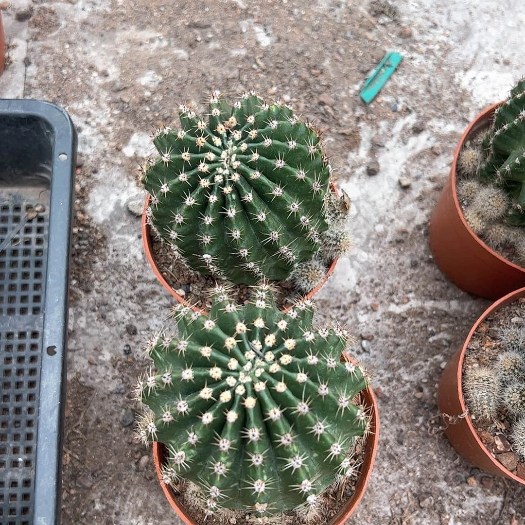 自根娇媚2棵，偏远不包邮