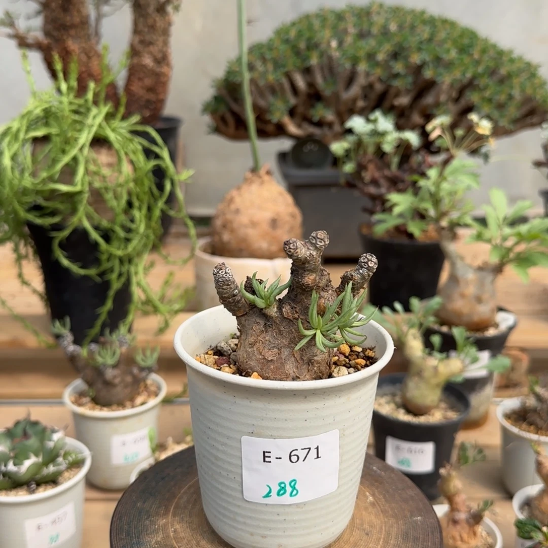 671白象奇峰锦块根植物