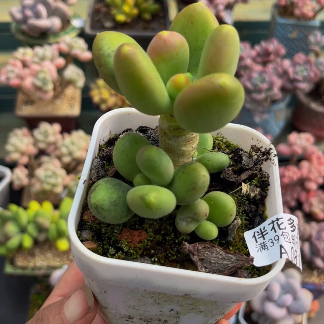 081芒果奶6cm多肉