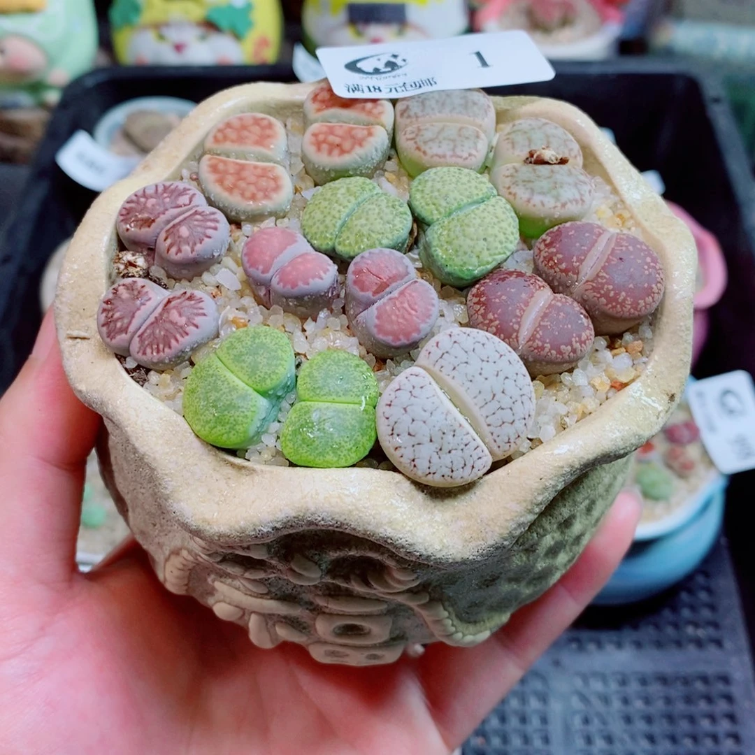 生石花花花花花花1