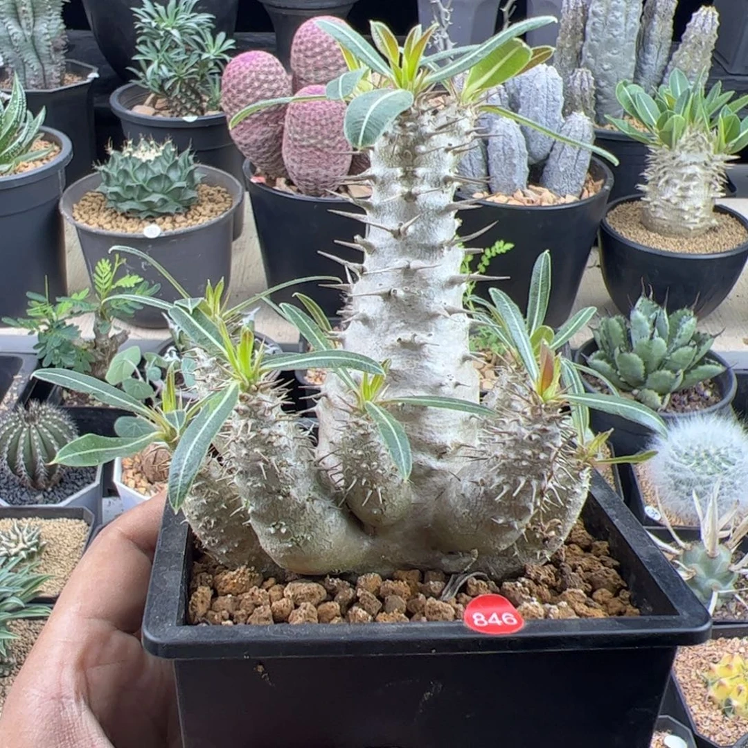 凯蒂棒槌一物一拍默认脱土发