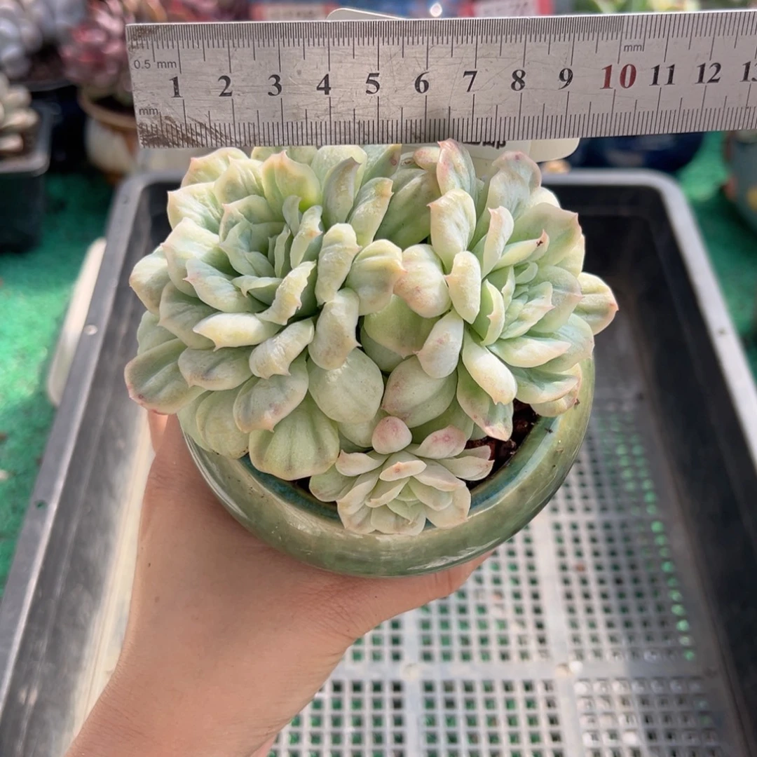 表妹精品多肉植物075.