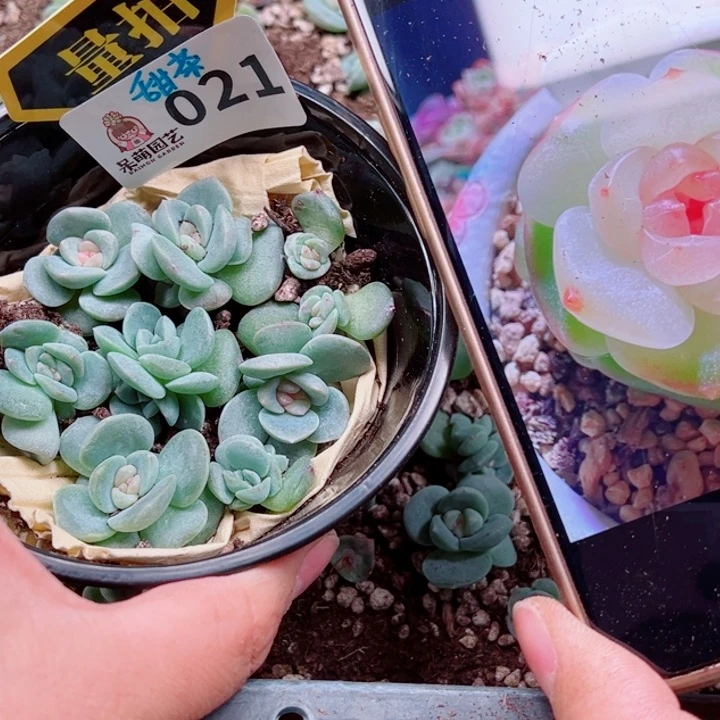 多肉植物多肉植物