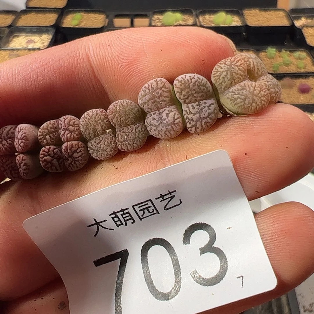 0000703 一物一拍……
