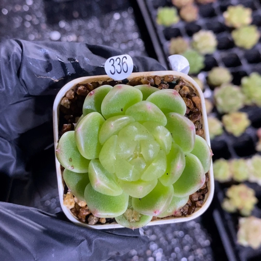 小冠服精品多肉336