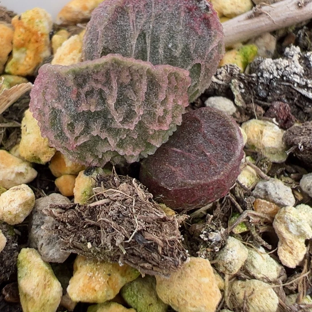 倒刺款实生新品多肉植物水泡多肉植物