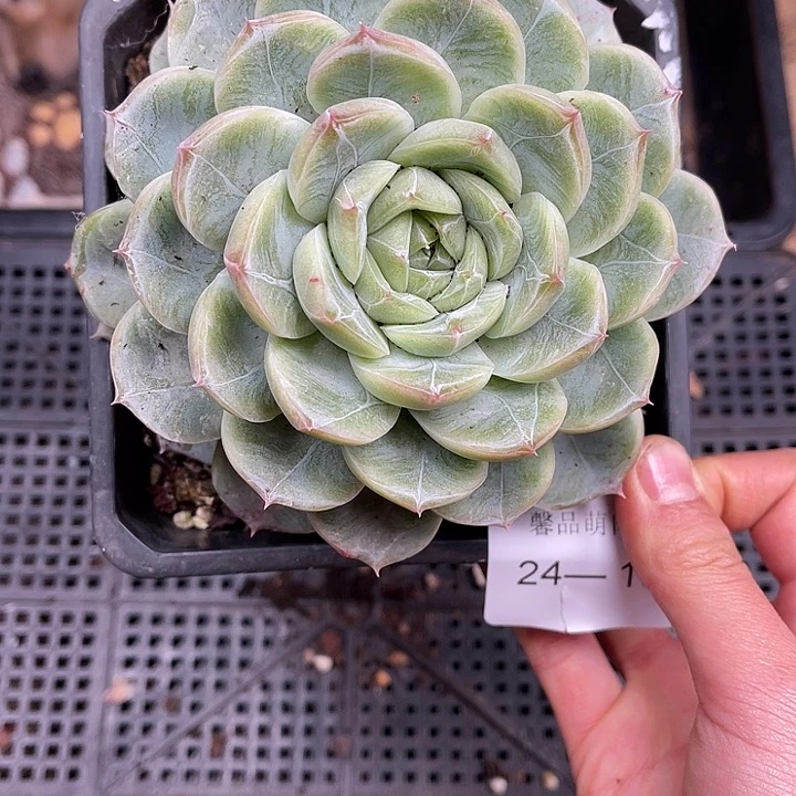 多肉一物一拍24-151