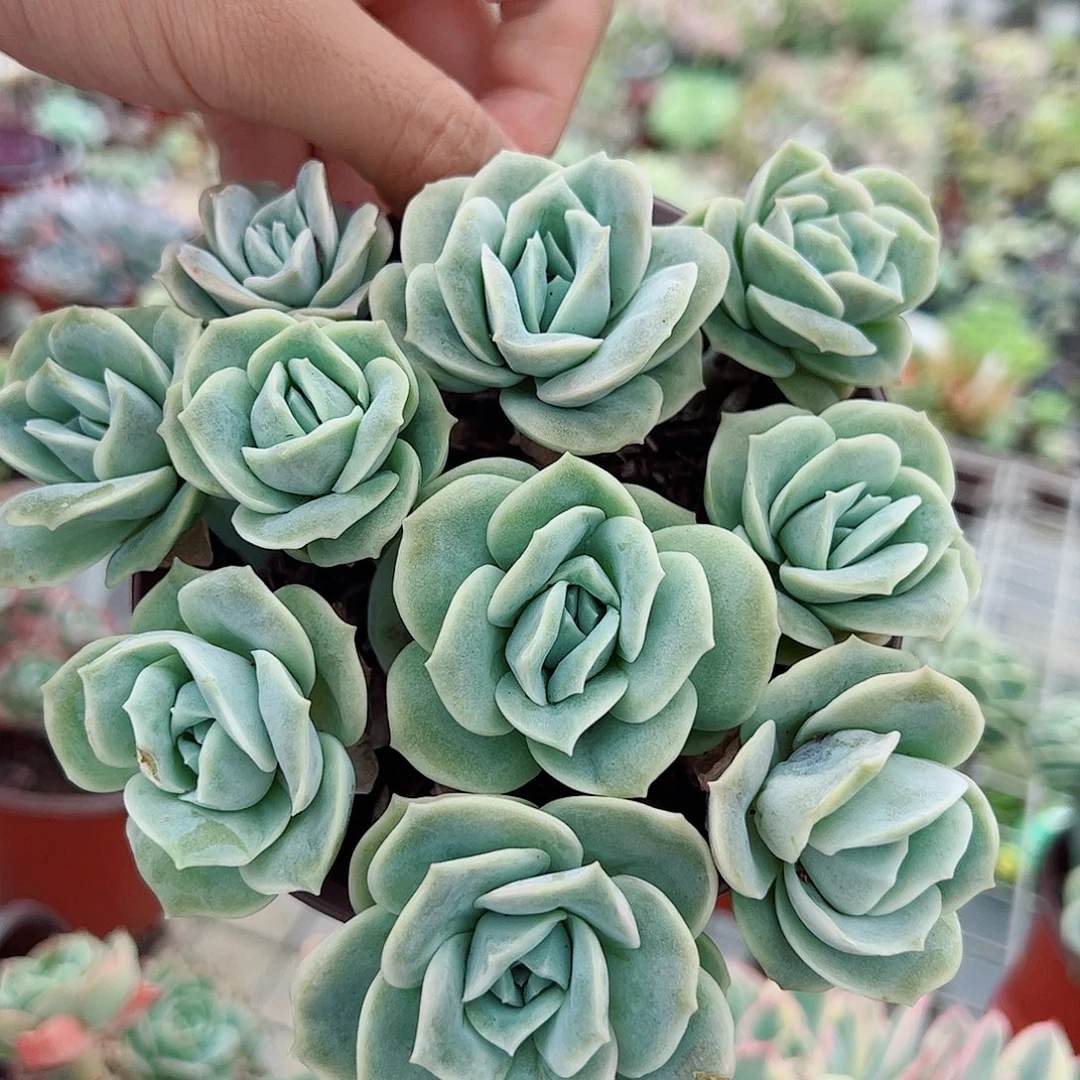 可爱玫瑰散装带盆土两盆