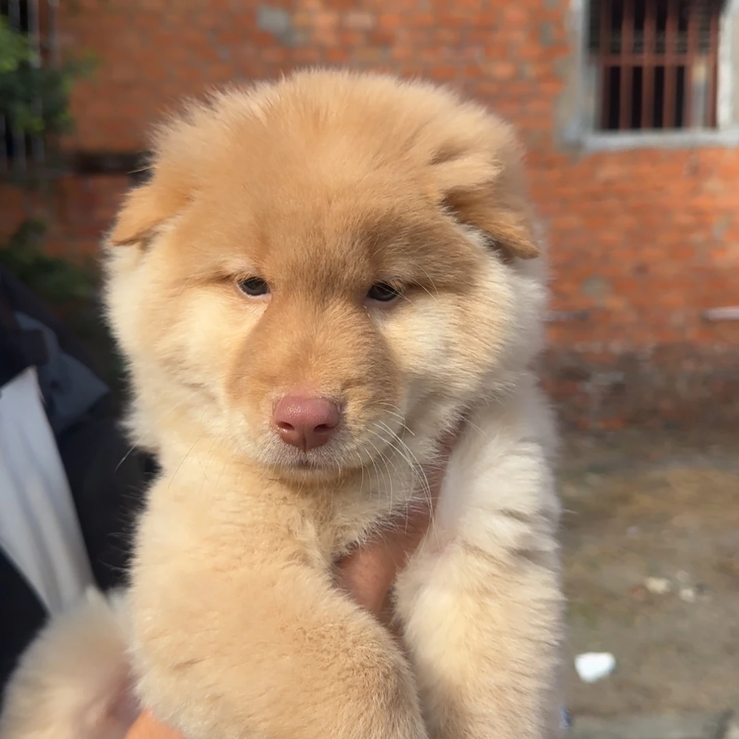 不***客中华田园犬小白公