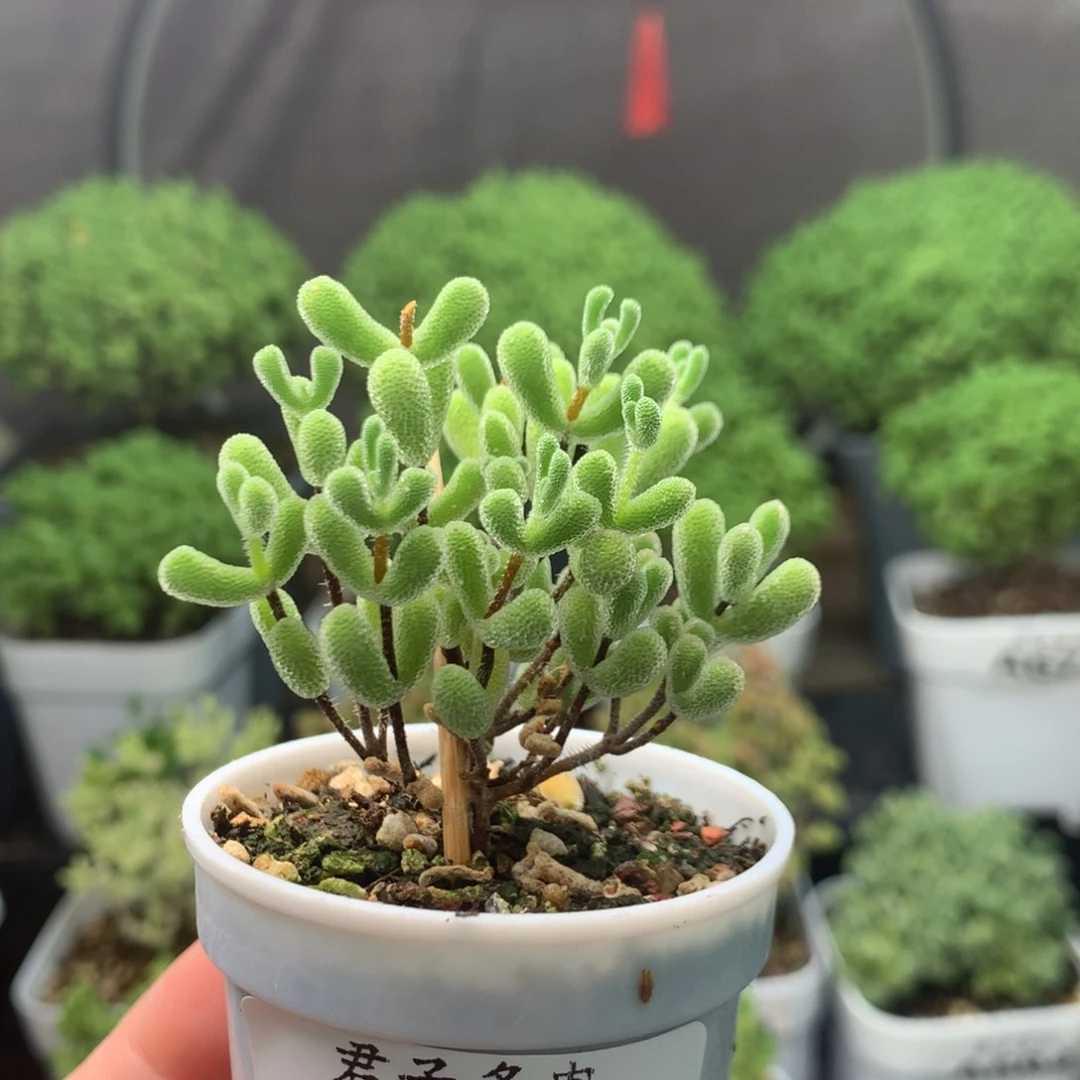 698小星星。