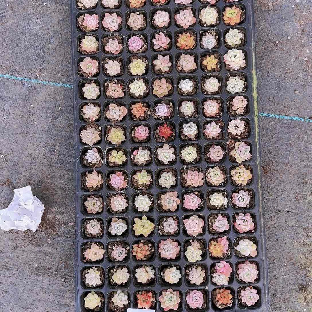 直播一物一拍多肉62