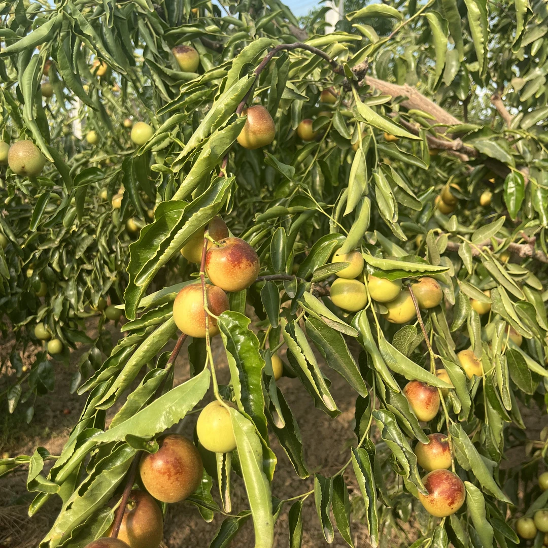 顺丰包邮a级精品陕西大荔冬枣新鲜现摘脆甜多汁水果现摘现发 中果