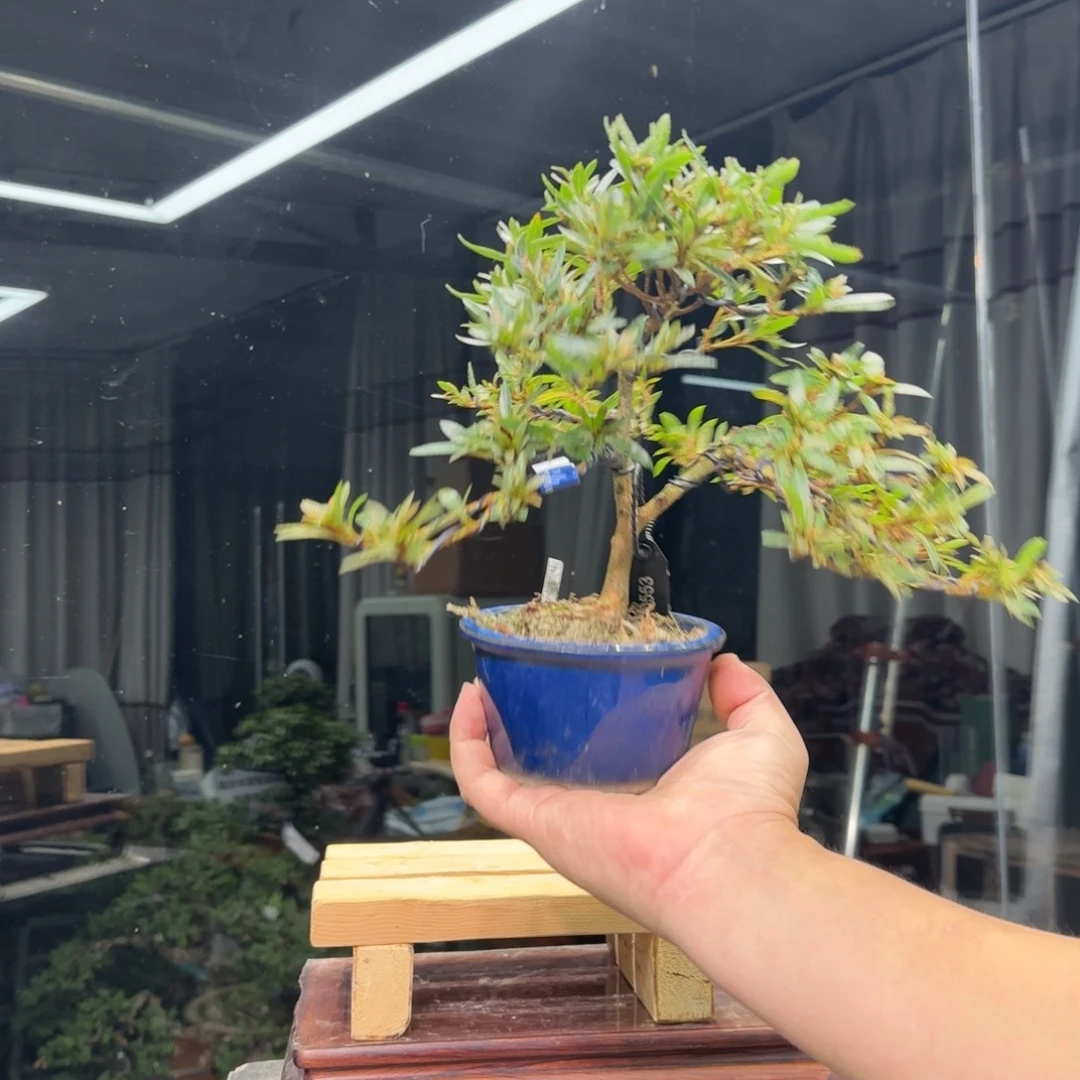 鋮***完全开放花卉苗木花卉苗木