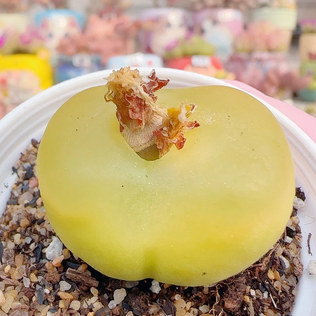 L 老桩蟠桃 盆口4cm