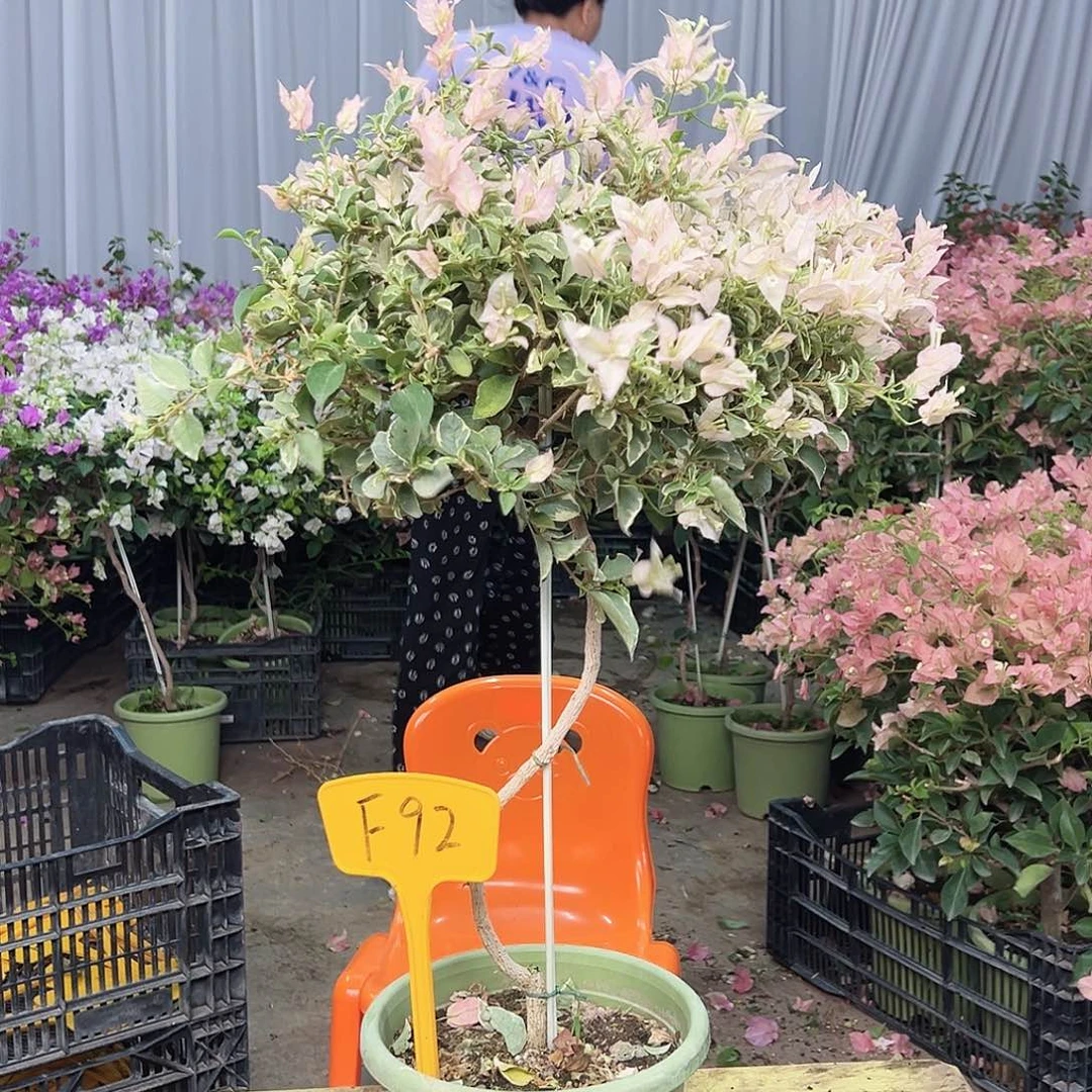黄***范完全开放F92少女心