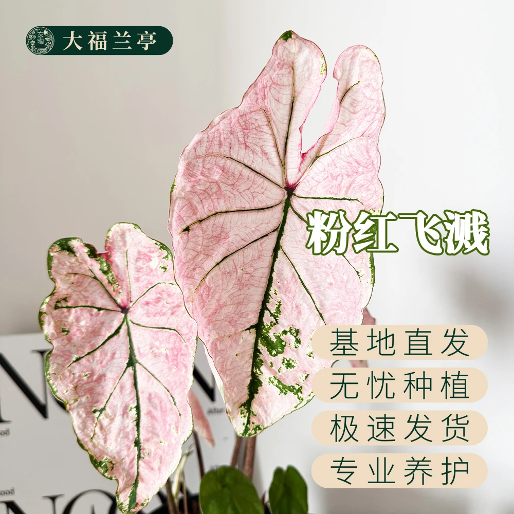 单叶版【粉色飞溅】室内阳台热植彩叶芋ins风（微叶损无售后）