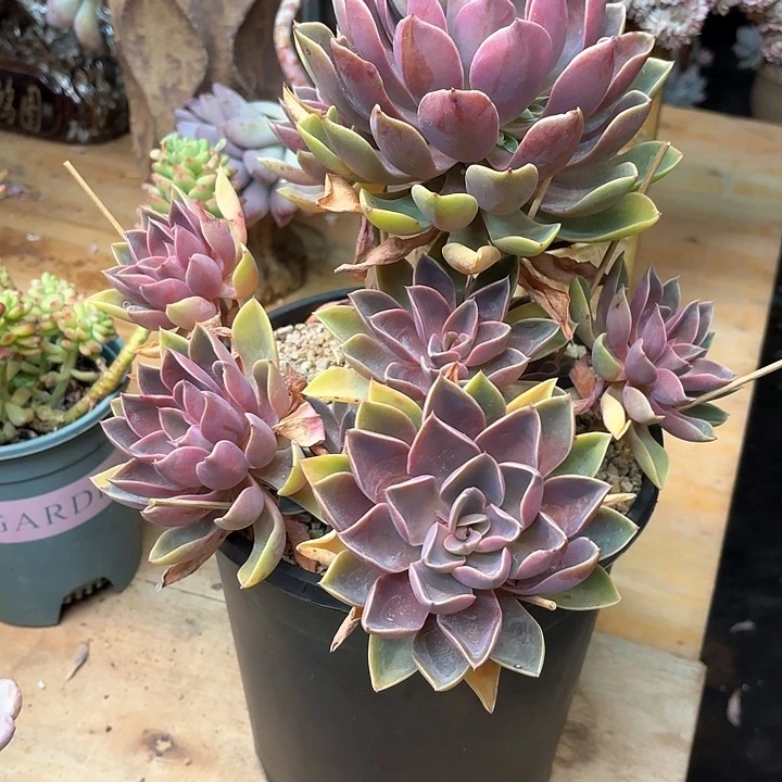 多肉植物，紫气东来