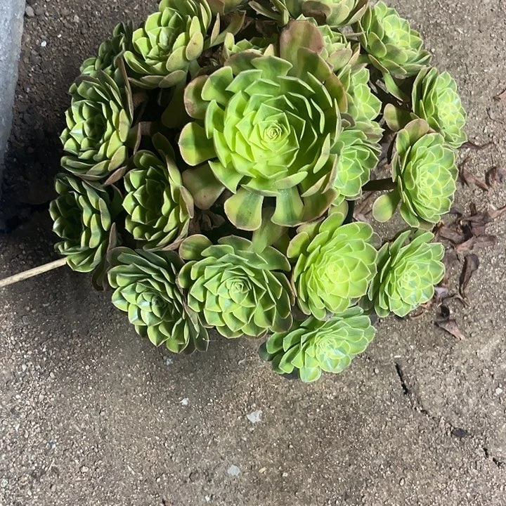 月***儿多肉植物雨荷锦……