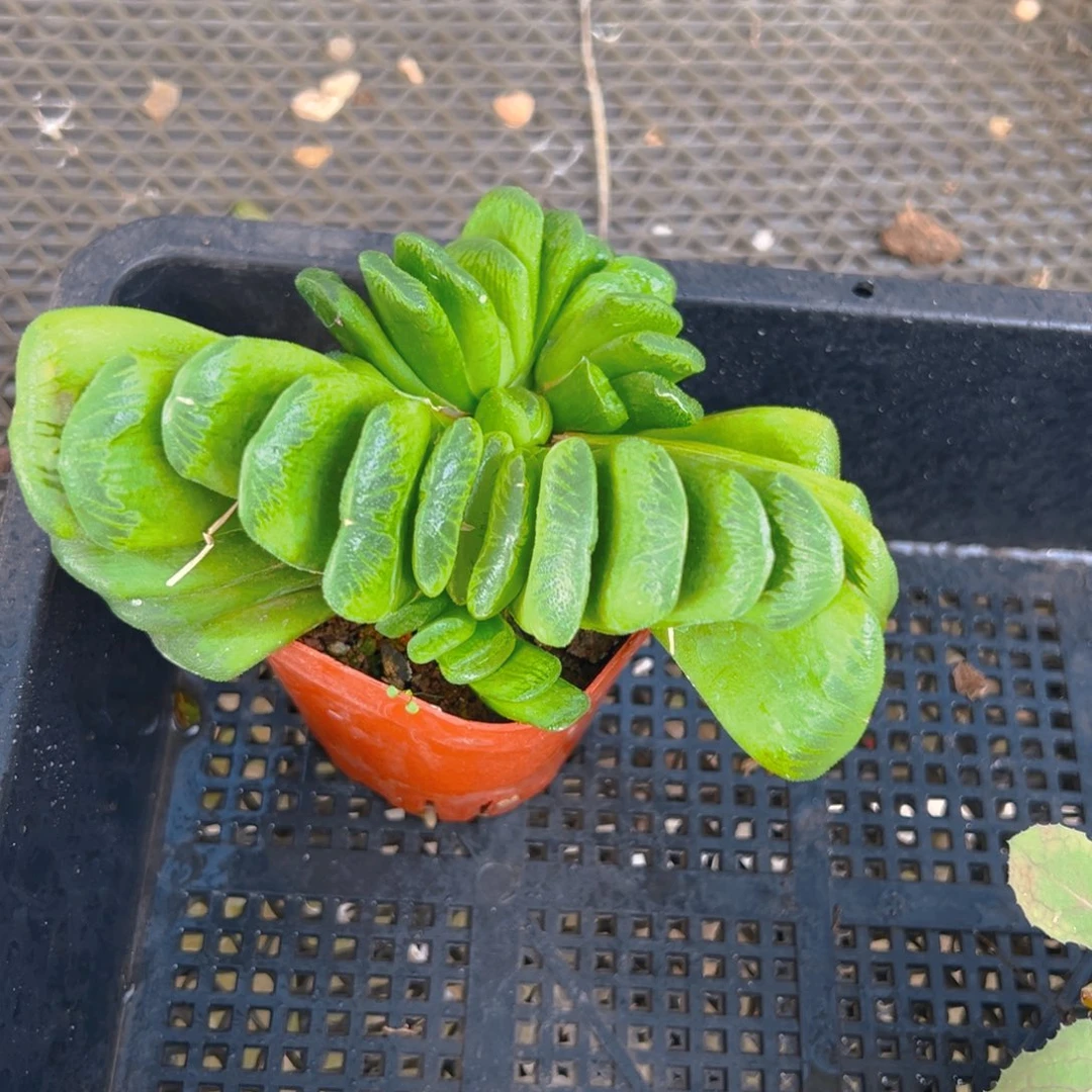 翡翠母本玉扇群多肉1