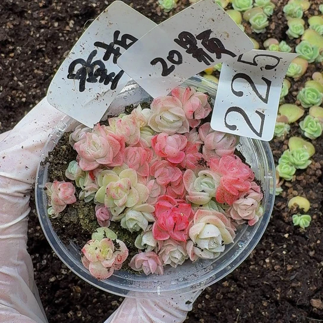 多肉植物多肉植物225量拍
