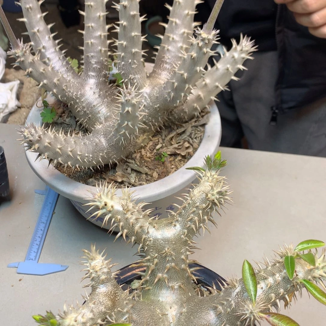 巴西➕大黑组合2颗