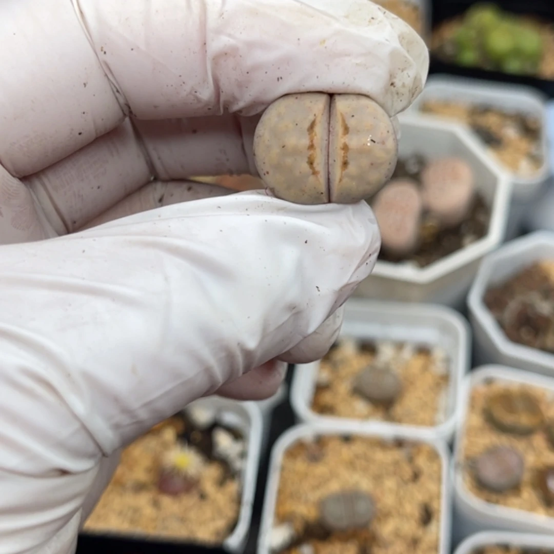 多肉植物一物一拍36