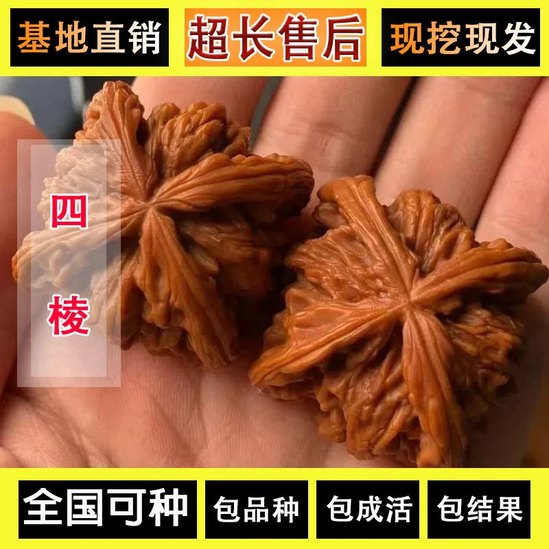 大四棱文玩核桃树苗南方北方种植铁核桃四棱药包异形四座楼核桃苗