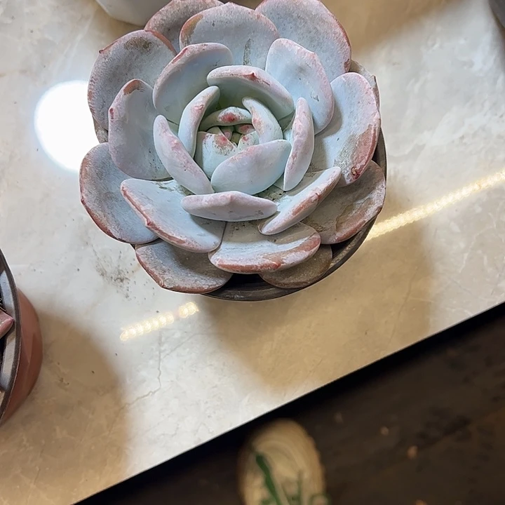 十***呀多肉植物组合盆栽奶盖