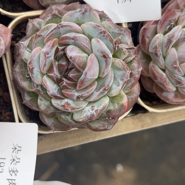 战后194压压哑哑呀呀呀呀呀呀雨啊