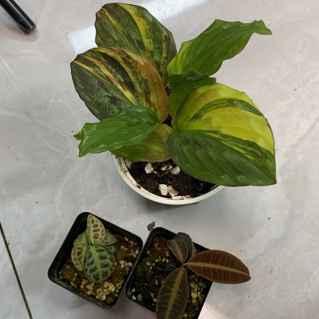 不***观不开花植物3颗植物