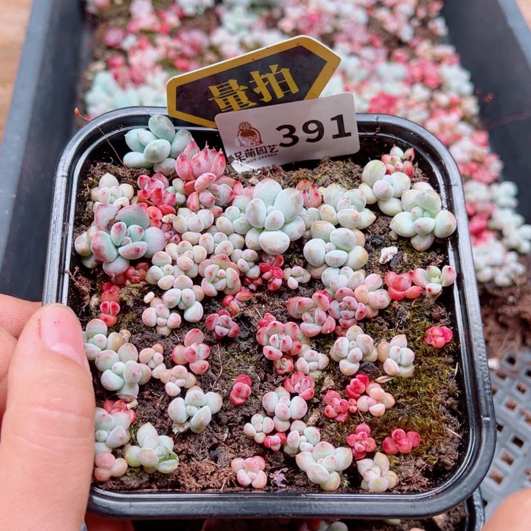 多肉植物多肉植物