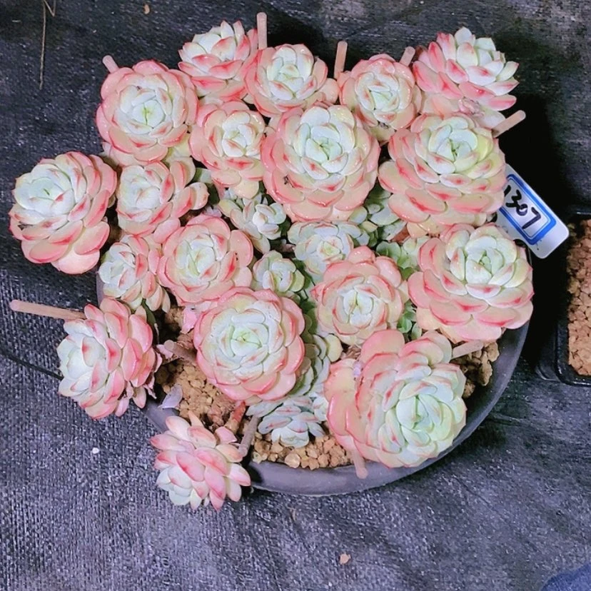 【闪购商品】星*谷1307